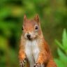 SpamHörnchen