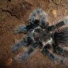arachnos