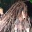 Draist